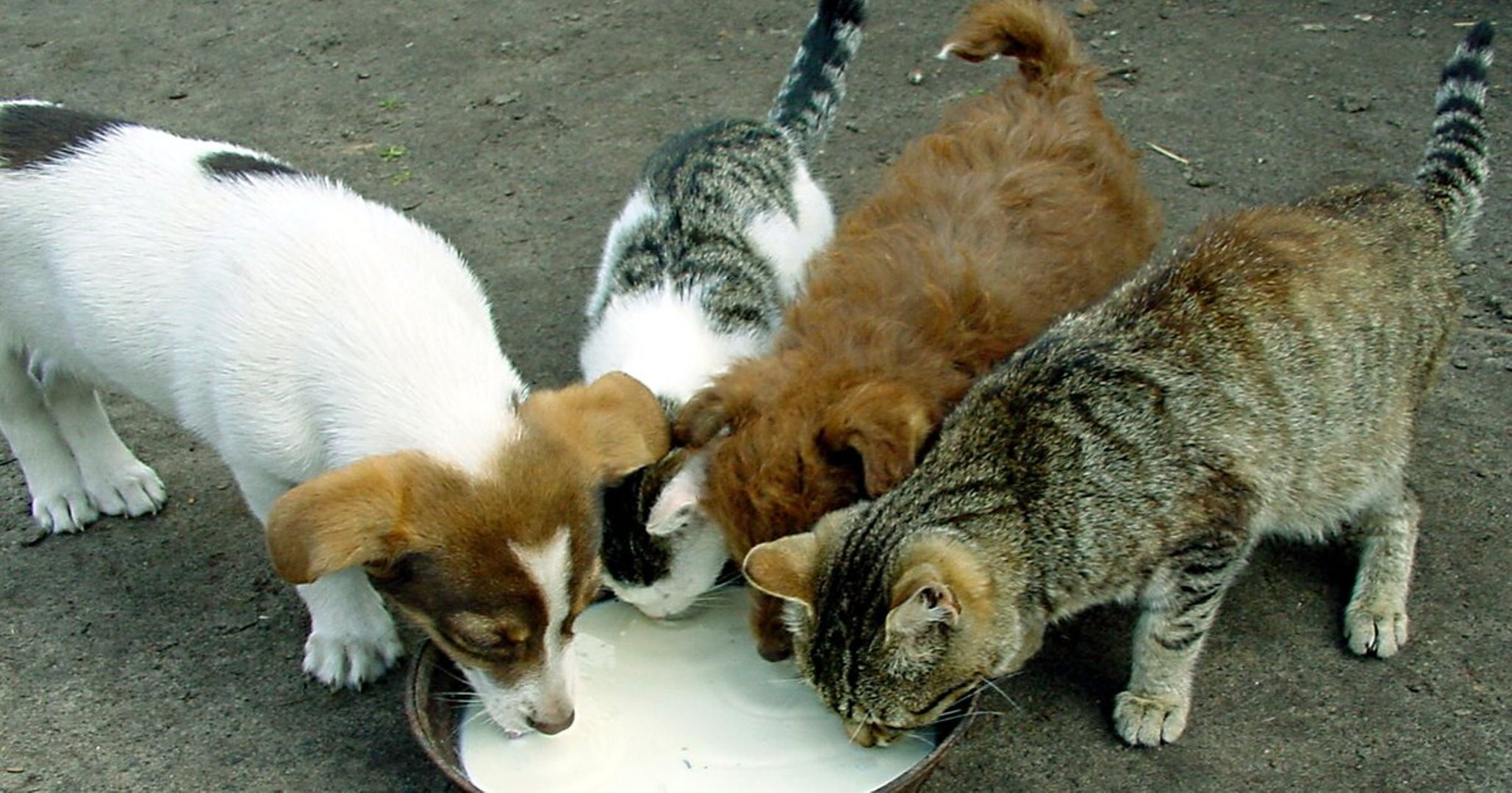 Помощь животным кот и пес. Бездомные животные. Кот и пес. Приют для бездомных животных. Плакат для приюта для собак.